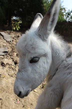 Baby Donkey