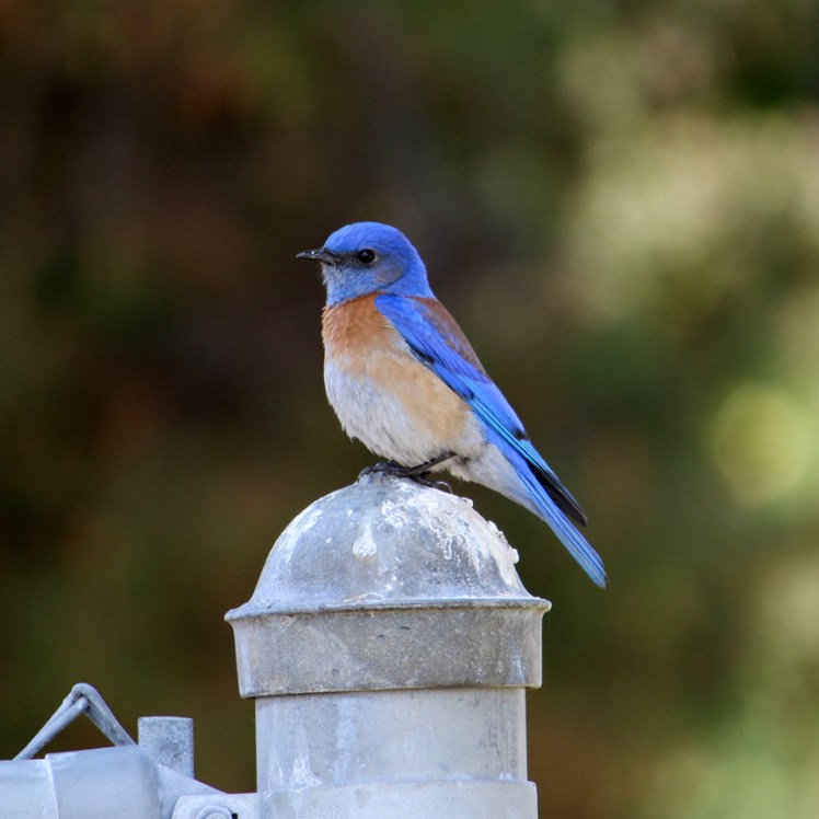 Blue Bird of&nbsp;Happiness