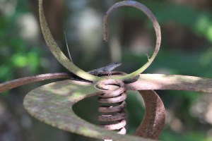 Backyard lizard