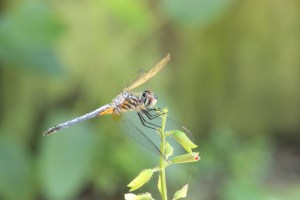 Dragonfly awesomeIMG_7743