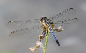 Dragonfly back IMG_7760