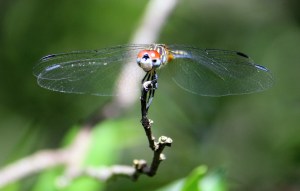 Dragonfly head on IMG_7330
