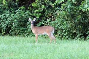 Deer IMG_9638