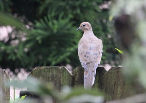 Dove IMG_0387