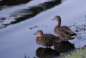 ducks IMG_0116
