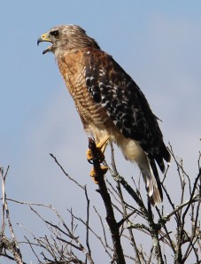 hawk 2