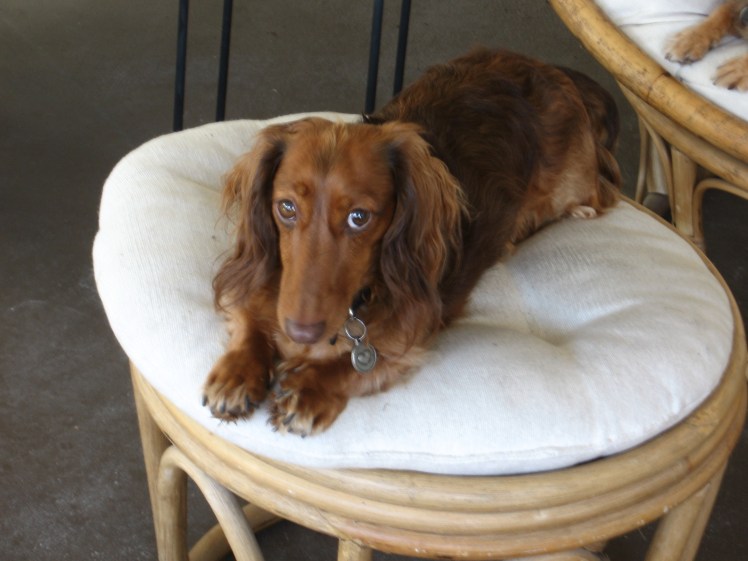 Big Little Guy – Silly&nbsp;Chilli