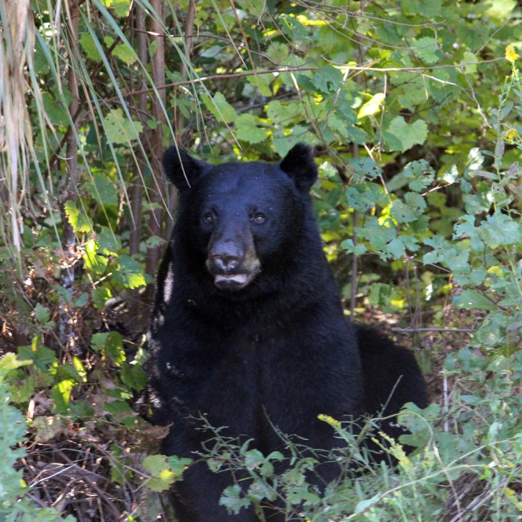 Gus the Magic&nbsp;Bear