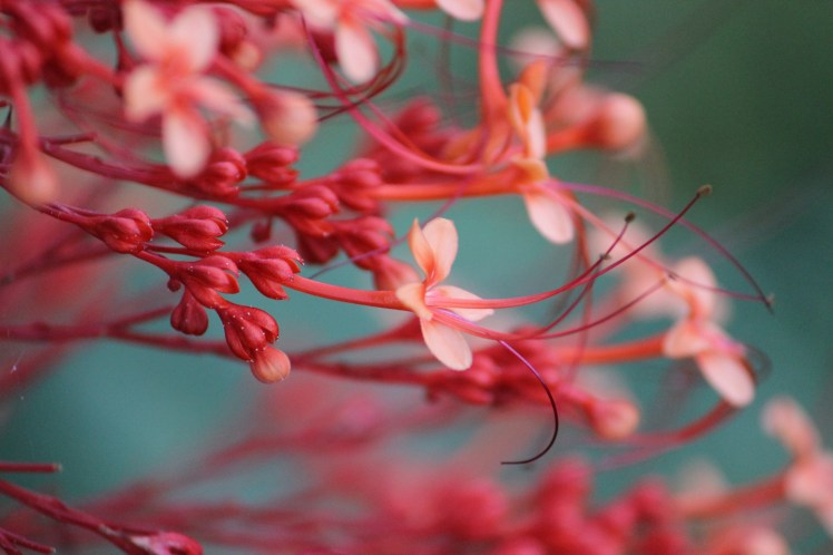 Better Pagoda flower IMG_0950