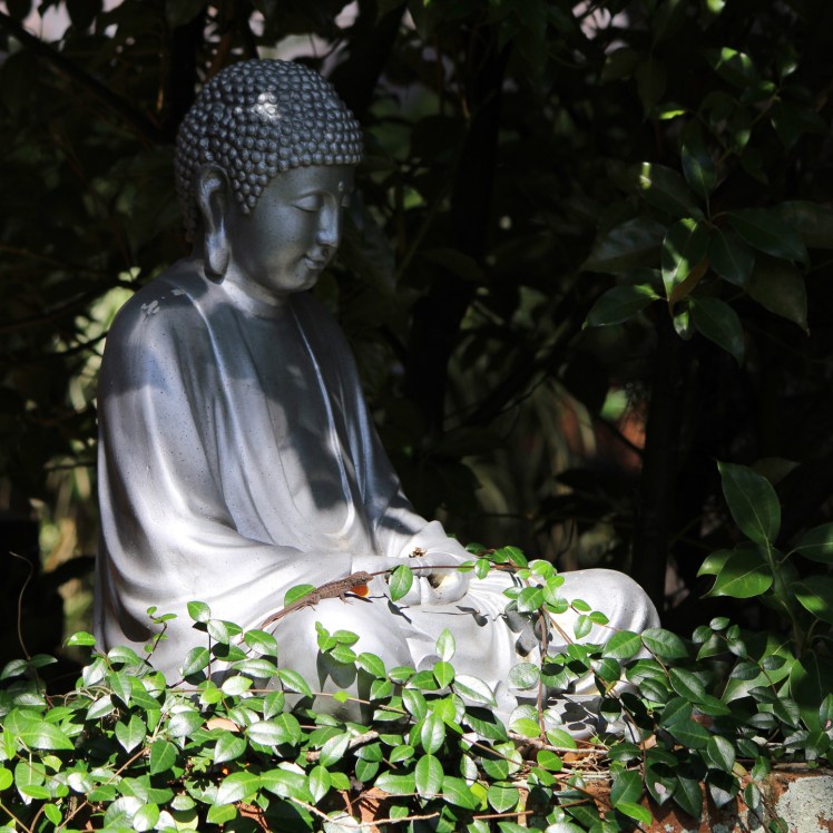 Buddha lizard IMG_0963