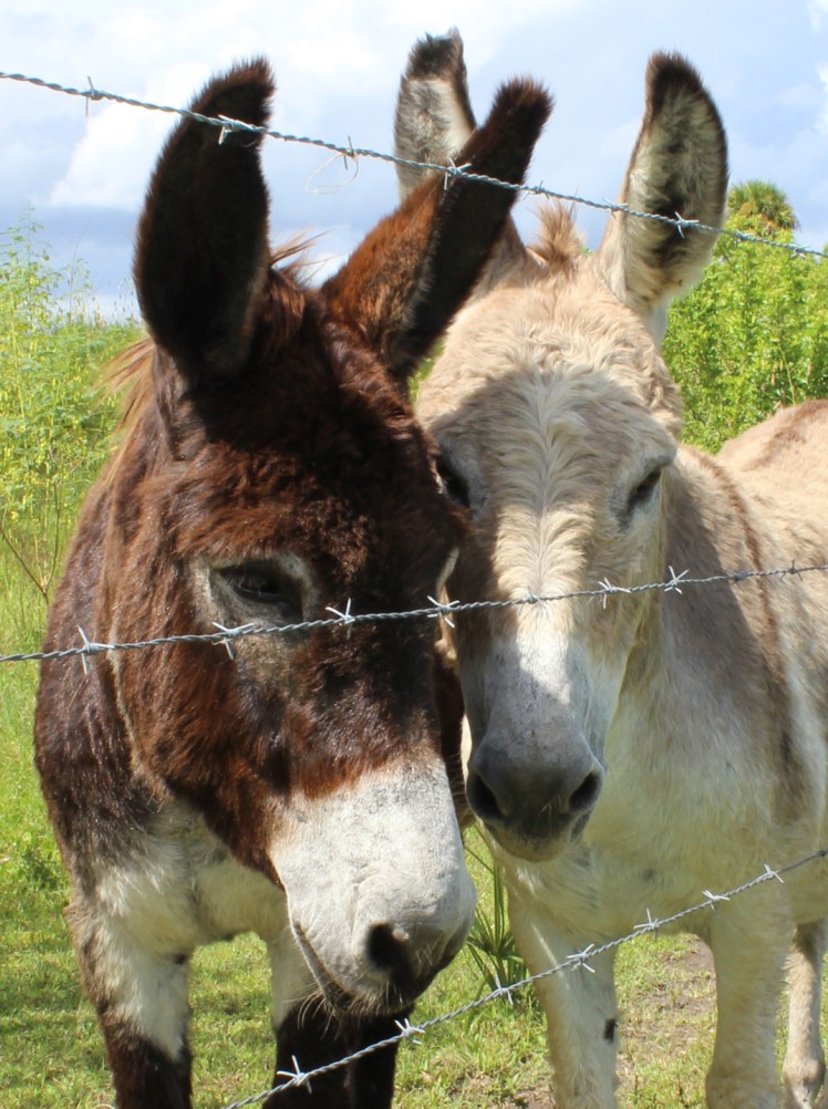 Couple Donkeys IMG_0422