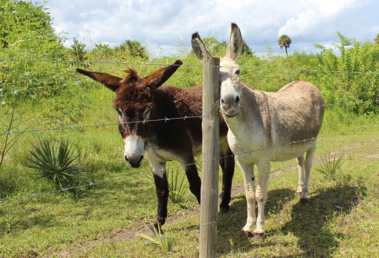 Donkeys IMG_0410
