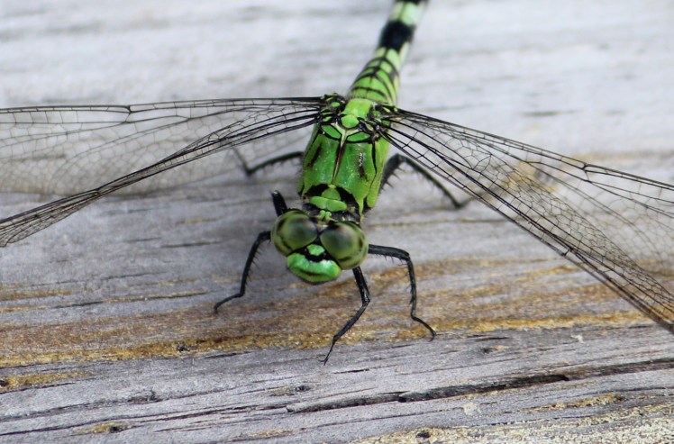 dragonfly IMG_0662