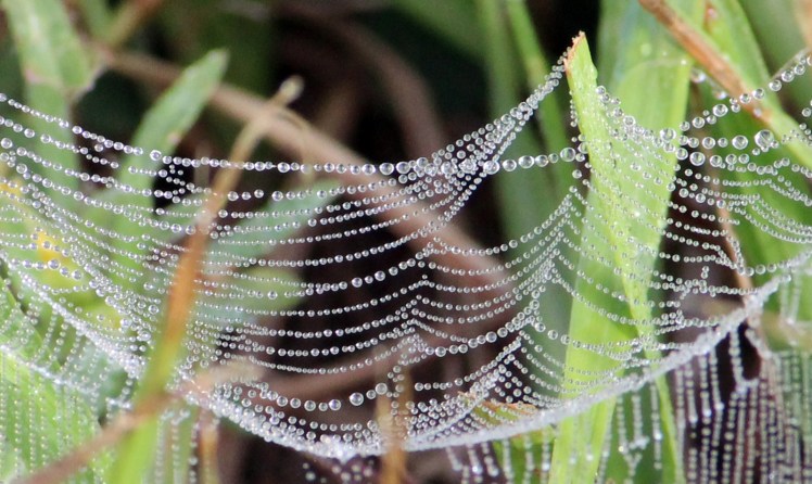Ground spider web IMG_0516
