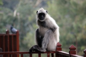 Monkey IMG_3761
