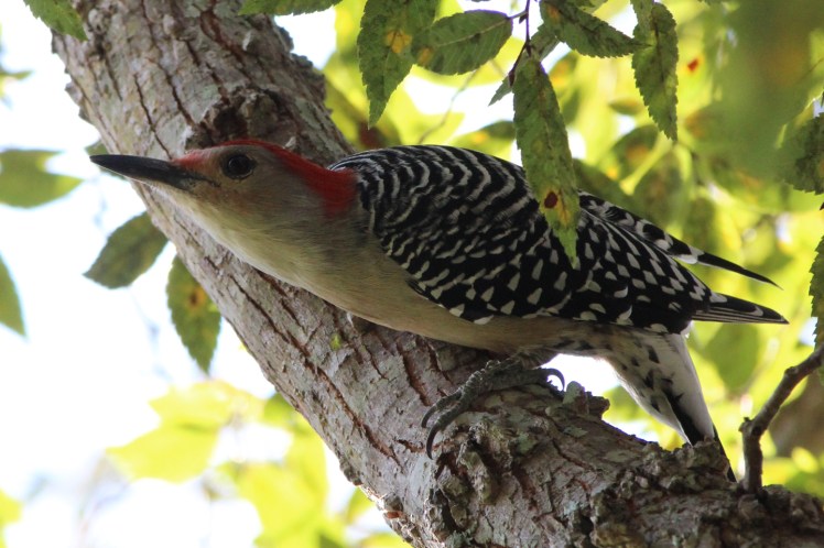 woodpecker IMG_1329