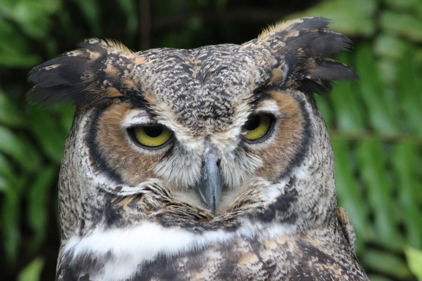Horned owl IMG_2356