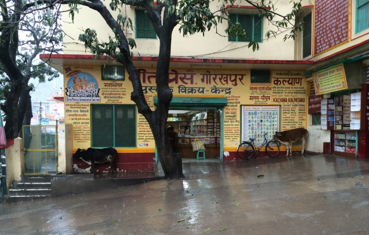 Cows Don’t Like Rain&nbsp;Either