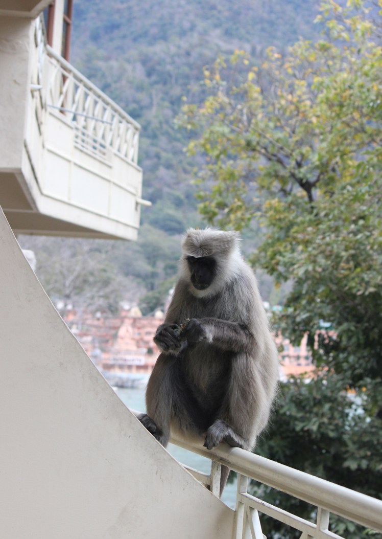 Baboons, Bananas and&nbsp;Breakfast
