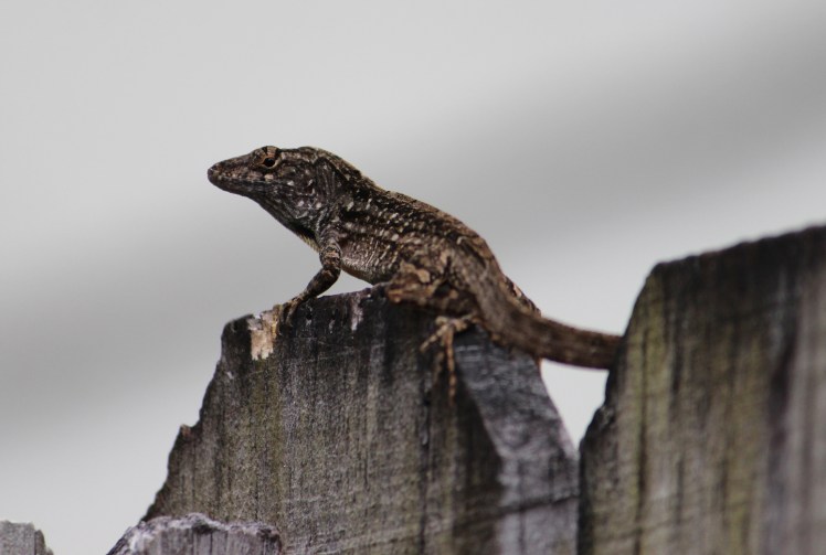 One in a&nbsp;Bajillion