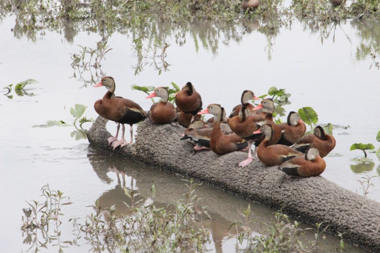 Funky ducks. Orlando Wetlands Park
