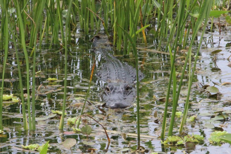 gator IMG_6132