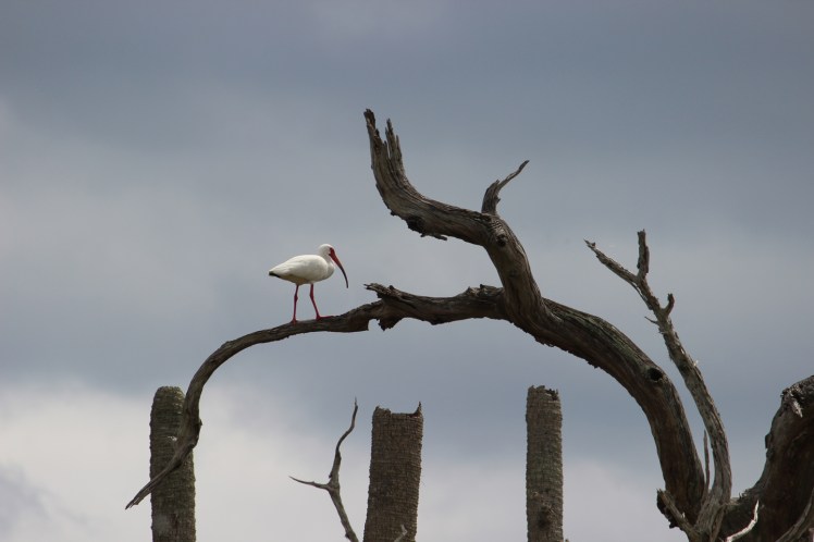 Ibis with a view. Orlando Wetlands Park