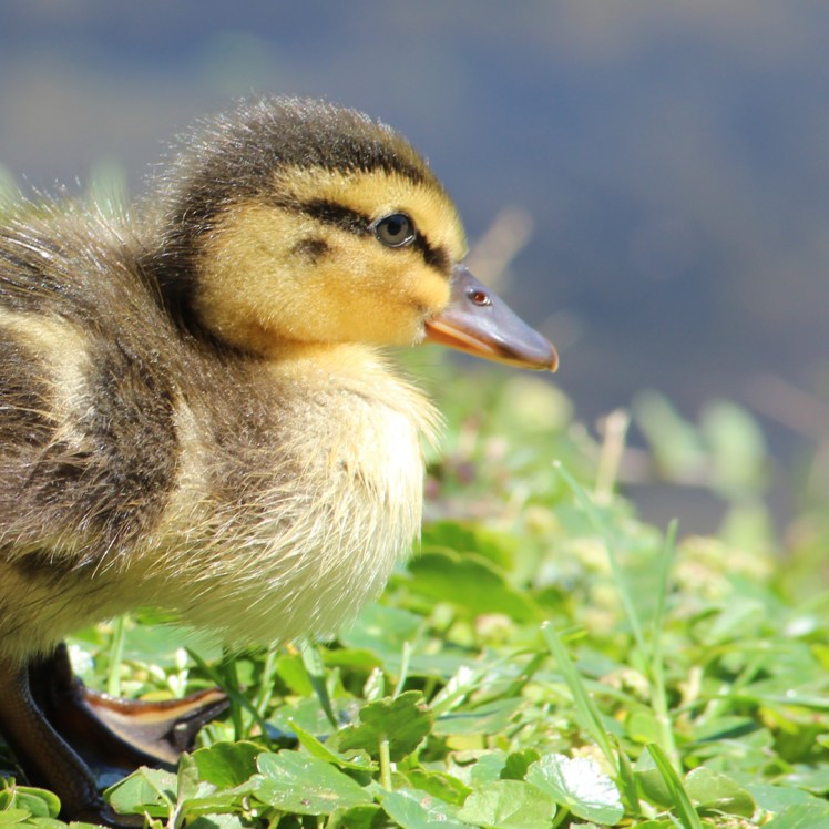Scads of baby ducks at Lake Lily Park in Maitland, FL