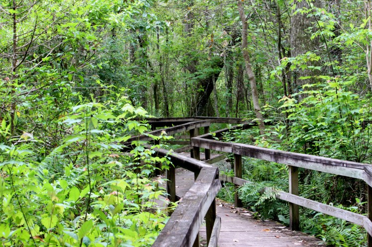 Cool and inviting boardwalk through the woods at Lake Mills Park, Chuluota, FL