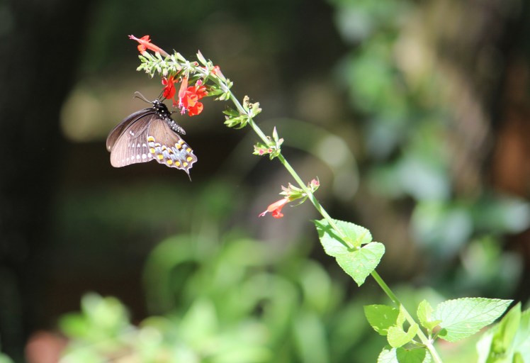 First sip of spring at Lake Lotus Park in Altamonte Springs, FL