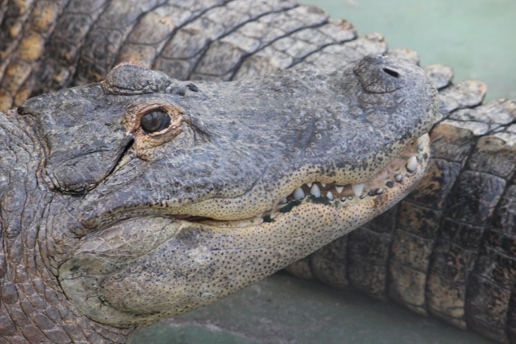 Alligator Appreciation