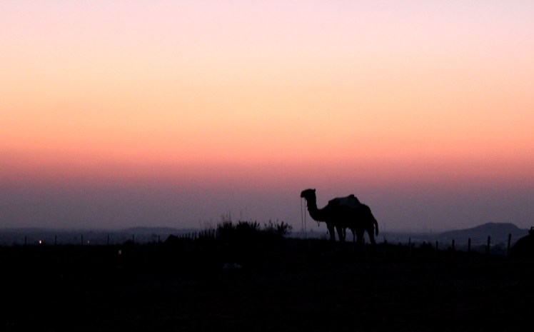 Camel sunset