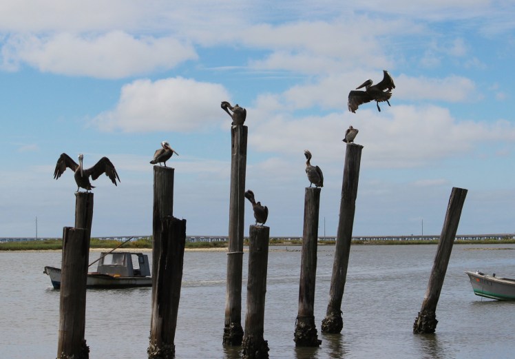 Apalachicola IMG_0055