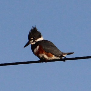 kingfisher IMG_3387