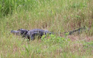 alligator IMG_3614