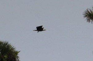 Eagle IMG_3667