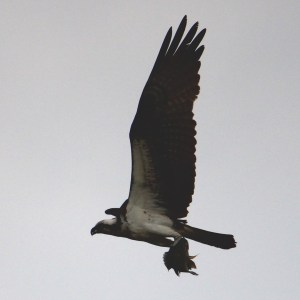 osprey IMG_3540