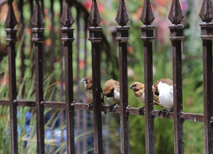 birdies IMG_3708
