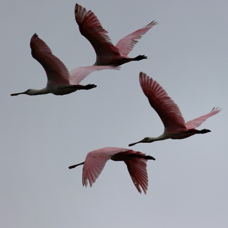 Pink Birds
