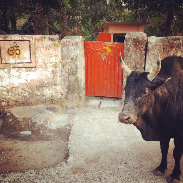 Over the River and Through the&nbsp;Woods