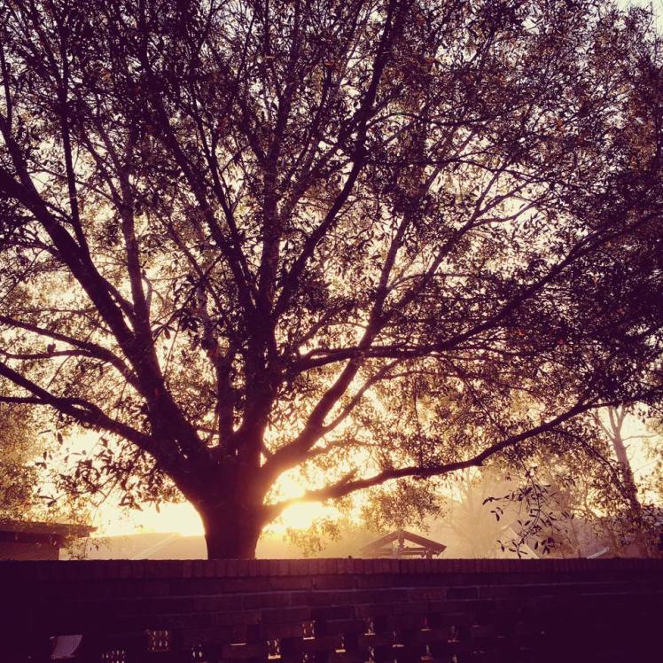 13754242_878225068949253_1312968496101011221_n